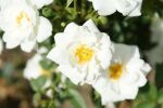 Rose White Cover® Weiße Bodendeckerrose und Robust