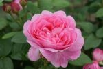 Rosa AUSmary Pinke Blüten und Englischer Charme