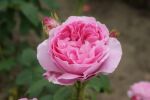 Rosa AUSmary Pinke Blüten und Englischer Charme