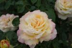 Rose Gloria Dei Gelbe Blüten und Klassische Eleganz