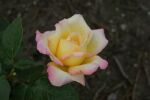 Rose Gloria Dei Gelbe Blüten und Klassische Eleganz