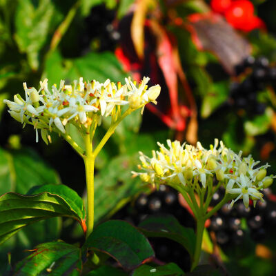 Dogberry yellow Rootstock 60 - 90 cm