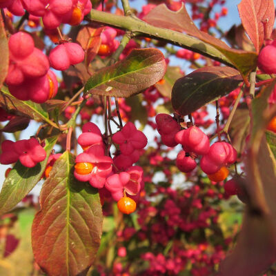 Ornamental spindle Bare Roots