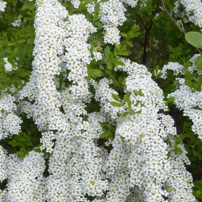 Bridal Wreath  Bare Roots