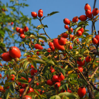 Rosa selvatica a radice nuda