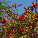 Rosa selvatica a radice nuda