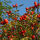 Dog rose, dog rose bare-rooted