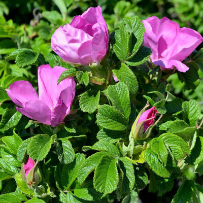 Rose rugueuse à racines nues