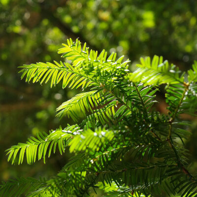 common yew, English yew, or European yew.