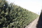 Taxus baccata  Heckenelement Eibe 150 cm