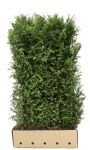 Taxus baccata  Heckenelement Eibe 150 cm