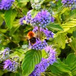 Caryopteris clandonensis Kew Blue